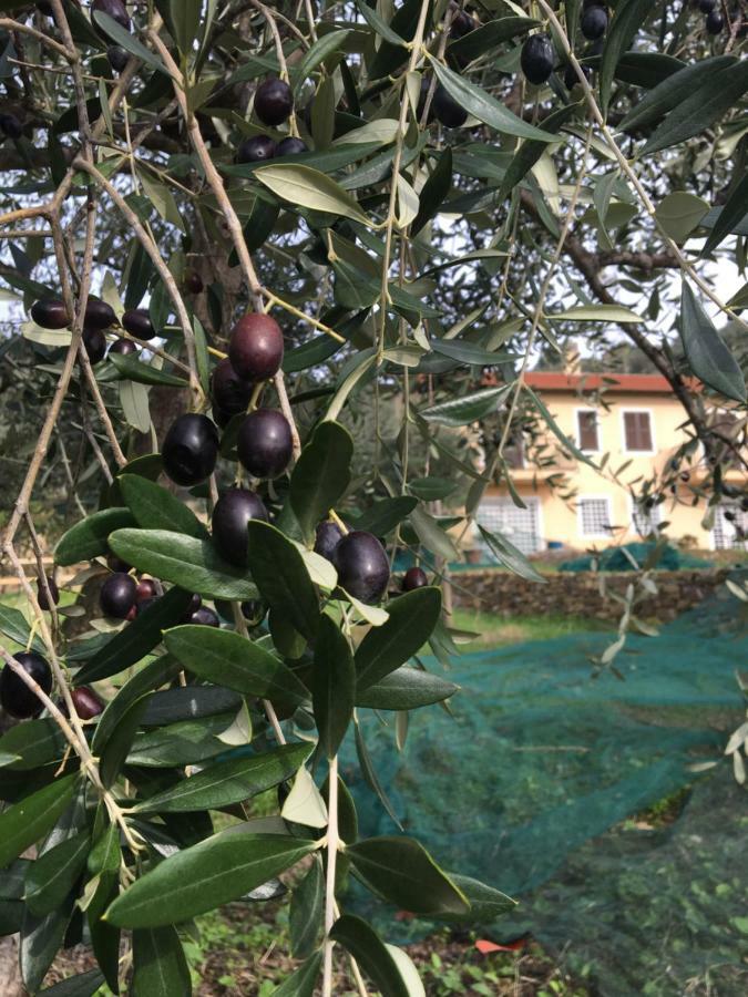 Agriturismo Oltrealmare Civezza Bagian luar foto